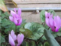 c4a0947a-Picture 1142.jpg